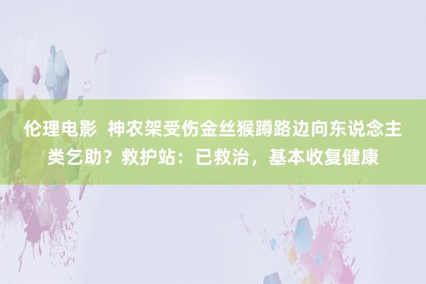 伦理电影  神农架受伤金丝猴蹲路边向东说念主类乞助？救护站：已救治，基本收复健康